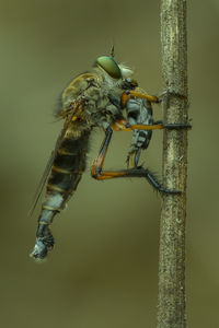 Close-up of insect