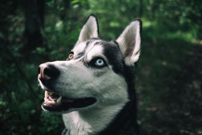 Close-up of dog sticking out tongue