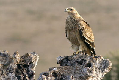 Close-up of bird perching on rock