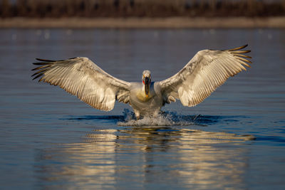 Bird flying over lake