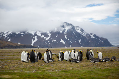 Penguins on field against snowcapped mountain