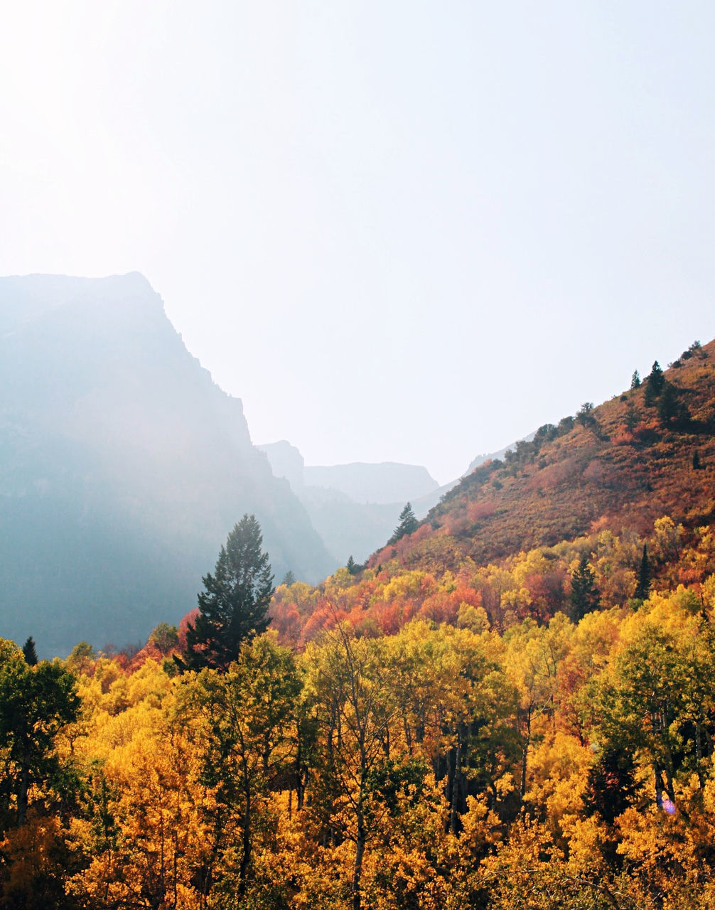 SCENIC VIEW OF TREES AND MOUNTAINS AGAINST SKY