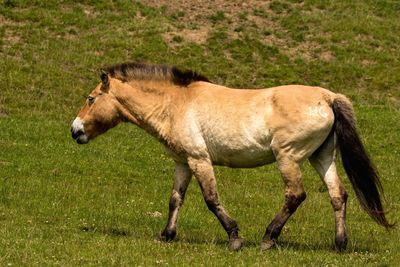 Side view of a horse on field