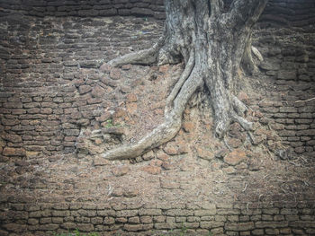 Close-up of tree trunk on wall