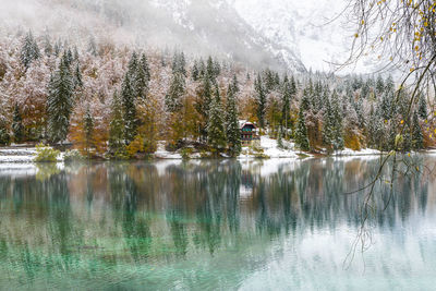 View of pine trees in lake during winter