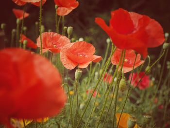 Close-up of red poppy flowers