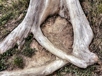 Close-up of tree trunk in forest