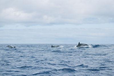 Atlantic spotted dolphins