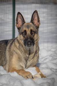 Portrait of dog relaxing on bed
