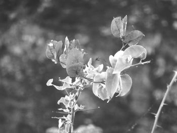 Close-up of fresh flowers on tree