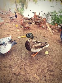 High angle view of birds on land