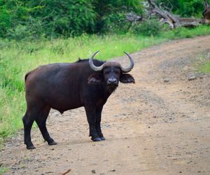 Water buffalo on dirt road