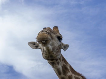 Low angle view of giraffe