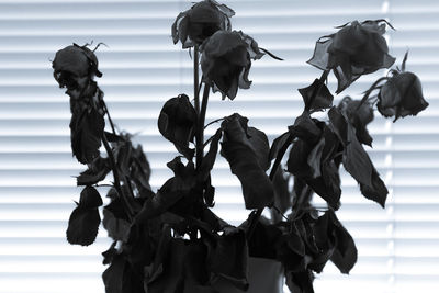 Close-up of dried roses against window blinds