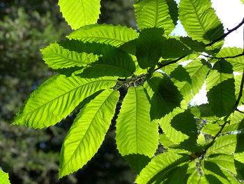 Close-up of green leaves