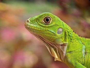 Reptile Iguana