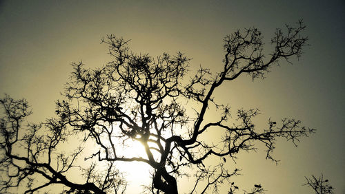 Low angle view of bare tree against sky at sunset