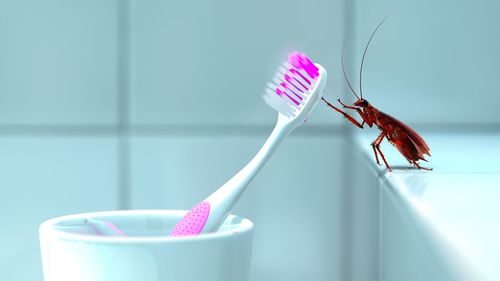 Close-up of insect on pink toothbrush