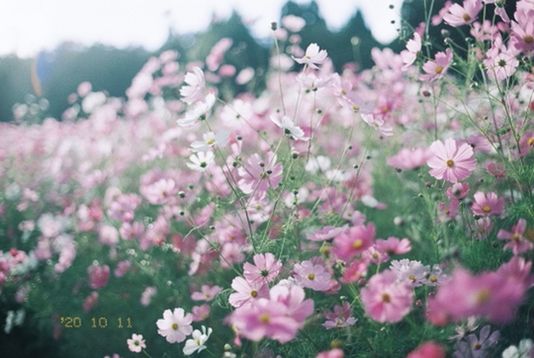 CLOSE-UP OF PINK FLOWERING PLANT ON FIELD