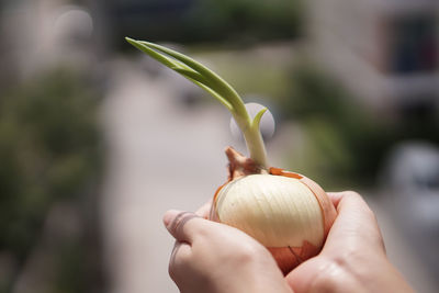 Close-up of hand holding growing onion