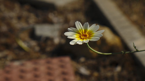 Close-up of white flowering plant