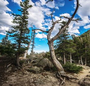 Low angle view of trees in forest against sky