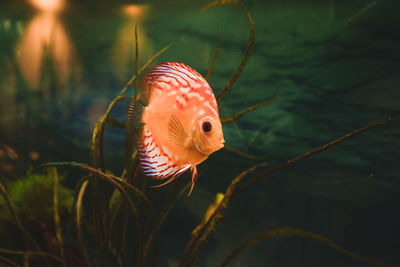 Close-up of fish swimming in sea