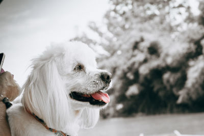 Close-up of dog looking away