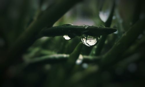 Close-up of water drops on plant