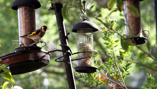 bird feeder