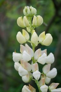 Close-up of white flowering plant