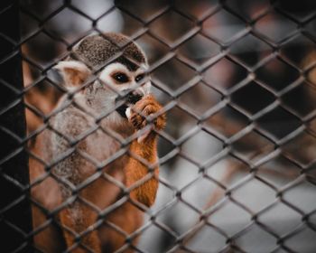 Close-up of chainlink fence in cage at zoo