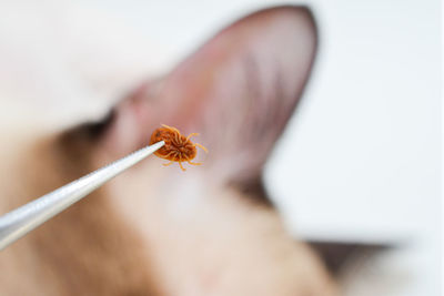 Close-up of insect on flower