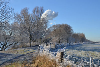 Bare trees on field against clear sky during winter