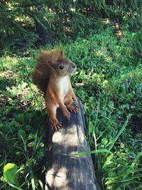 Monkey in a field