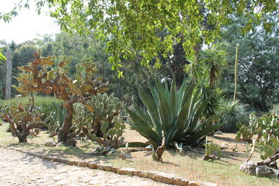 Trees growing on field