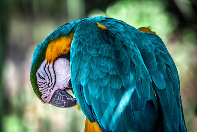 Close-up of a parrot