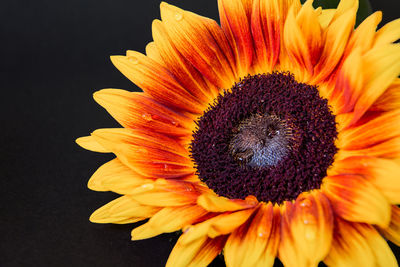 Close-up of fresh sunflower blooming against black background