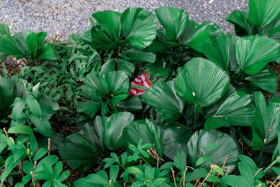 High angle view of flowering plant