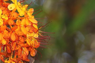 Close-up of autumn leaves on tree