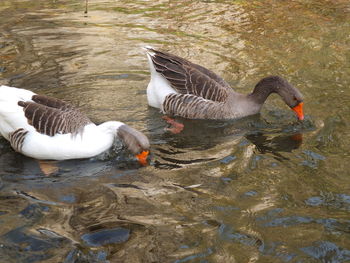 High angle view of ducks swimming in lake