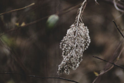 Close-up of frozen plant