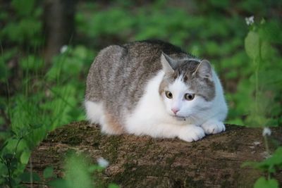 Portrait of a cat on field