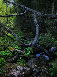 Moss growing on stream in forest