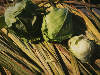 High angle view of leaves