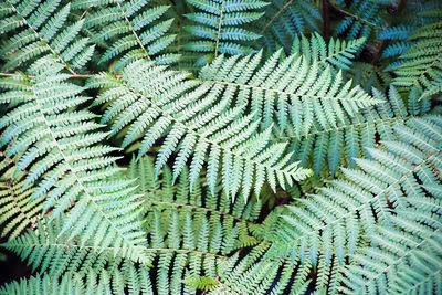 High angle view of fern leaves