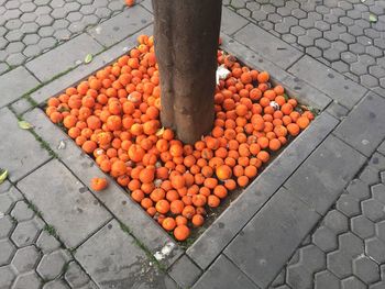High angle view of tree trunk amidst oranges