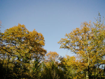 Low angle view of trees against clear sky