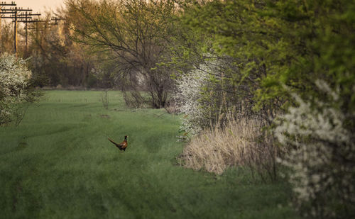 View of a bird on field