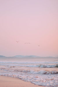 Birds flying over beach